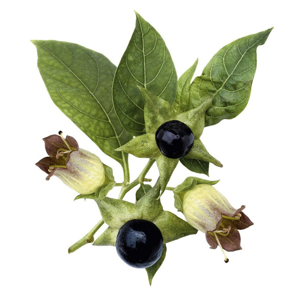 Anticiperen op de winter met homeopathie
