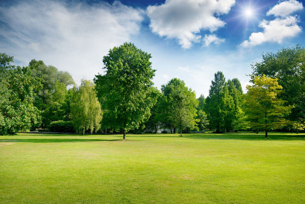 Natuur en cognitieve gezondheid gaan goed samen