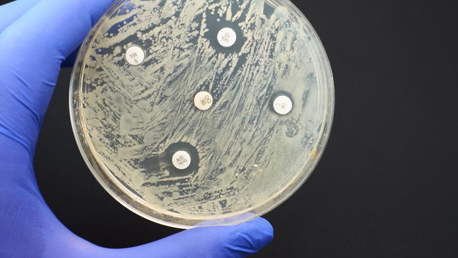 Résistance antimicrobienne : quelles sont les bactéries les plus préoccupantes ?