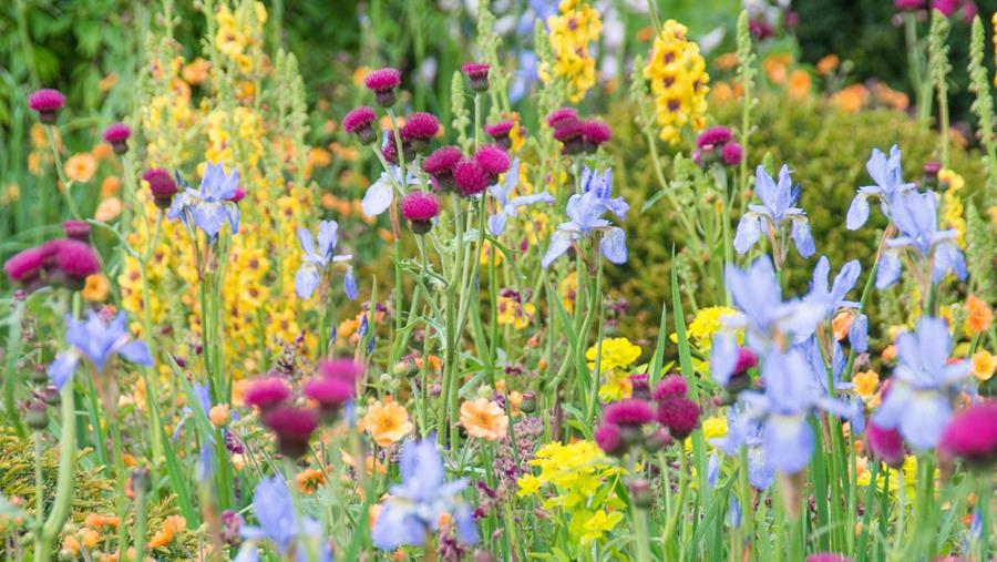 Quelles tendances jardinières domineront en 2026?
